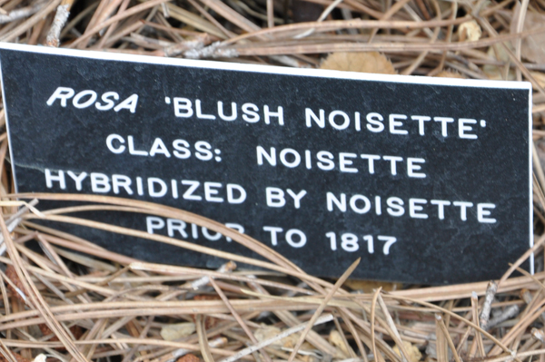 sign: Blush Noisette